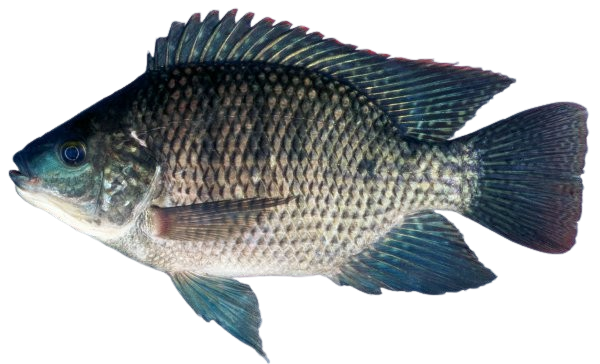 Tilapia Dave